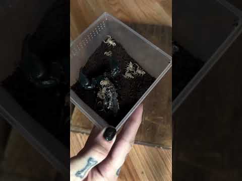 Mama scorpion has 23 babies!
