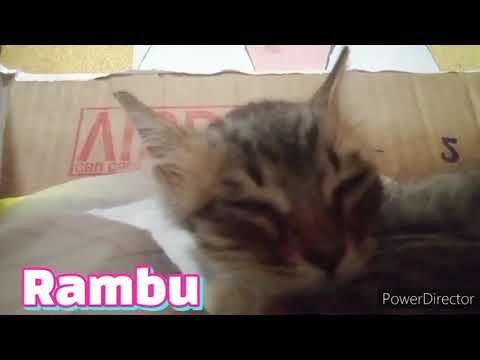 Introduction of Rambu |Simba Malik|