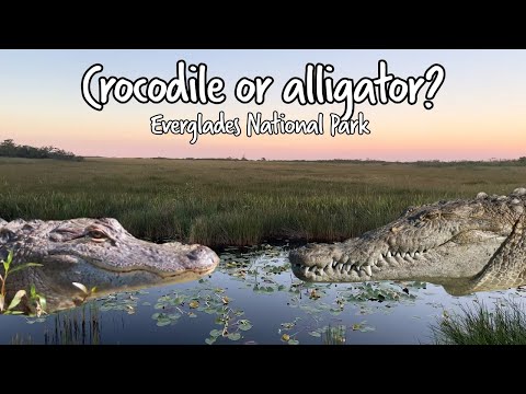 Crocodile or alligator? A National Park Ranger Explains the Difference | Everglades National Park