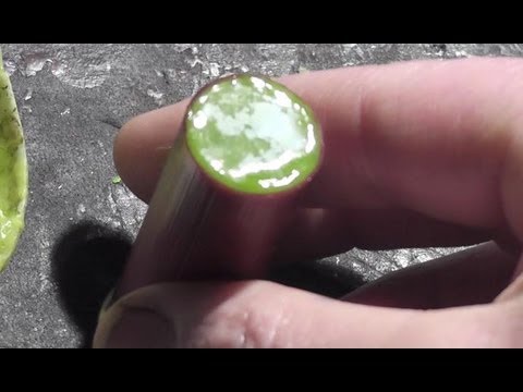 Wax Slugs-   Stuff you NEED to know before you shoot them