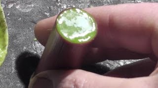 Wax Slugs-   Stuff you NEED to know before you shoot them