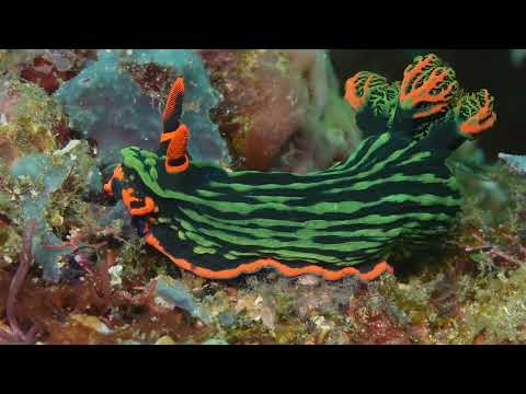 Crystal Blue Resort – Critterfest 2026. – Part 2 - scuba diving video