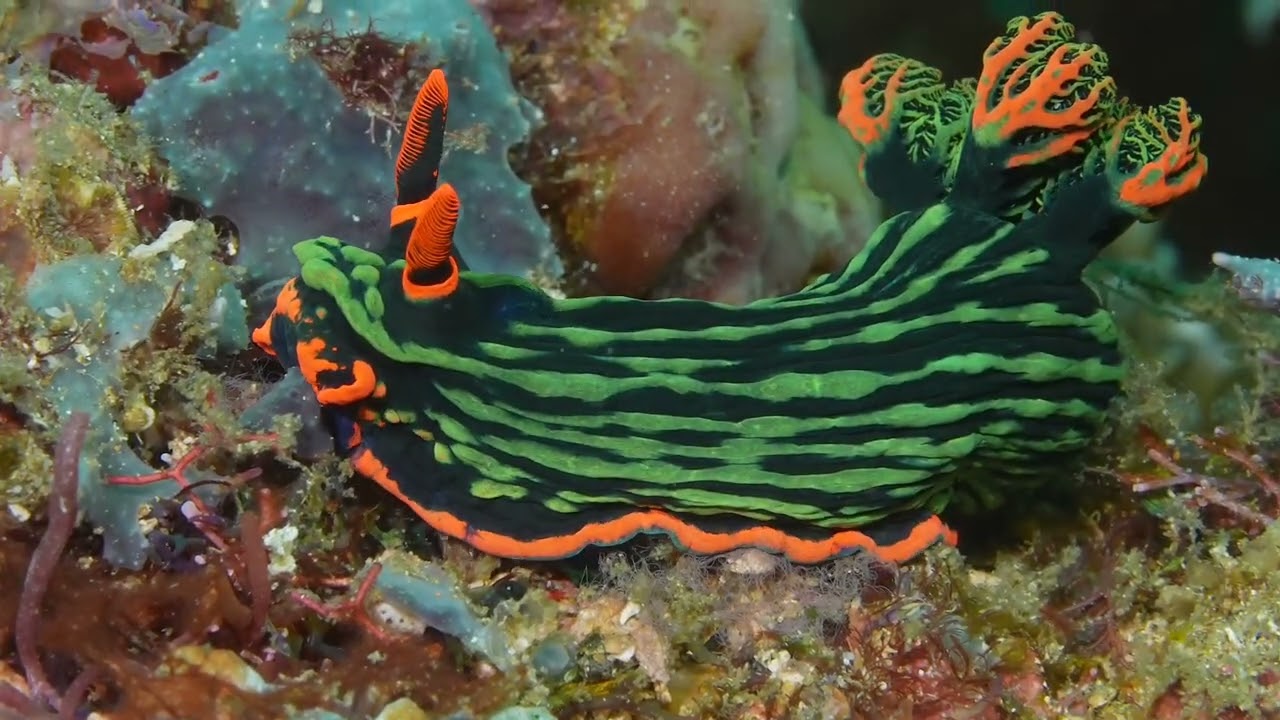 Second of 3 videos - Crystal Blue Resort Annual Critterfest Workshop in Anilao, Philippines.