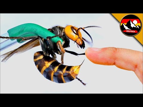 Der Stich der asiatischen RIESENHORNISSE! Auf Spurensuche | Brave Wilderness Deutsch