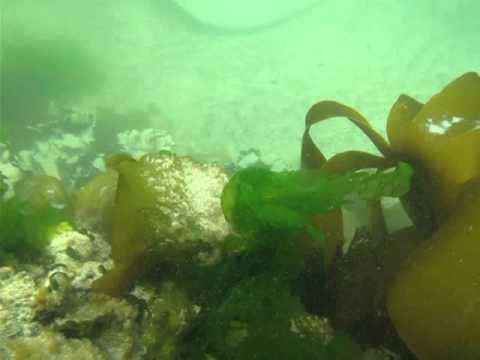 HUGE short tailed sting ray