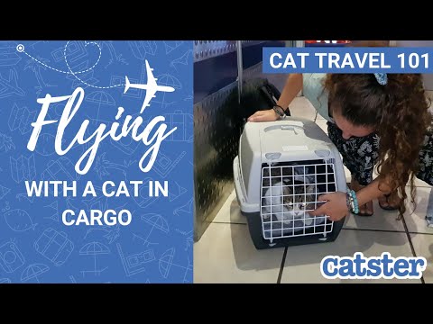 CAT TRAVEL 101: Flying With Cats in Cargo (cat travel vlog) | Excited Cats