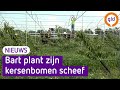 De kersenbomen van de toekomst staan scheef