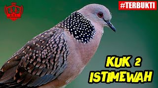 Download lagu 1 JAM SUARA BURUNG DERKUKU GACOR / Masteran Burung Tekukur KUK 2 / Pancingan Deruk Gacor Istimewa mp3