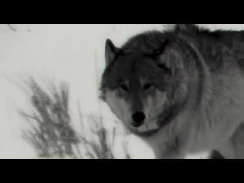 BALJÓS & PALADINO - HELYED