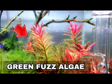 5 Tips To Get Rid Of GREEN FUZZ ALGAE In A Planted Aquarium