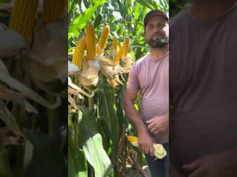 Corn That Held Green Population, KSB, and Real ROI with Billy Carter