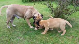 Bullmastiff Puppies Videos
