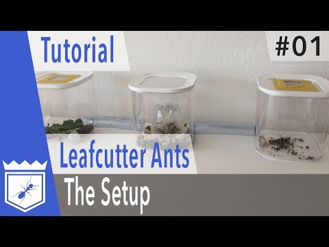 Keeping Leaf Cutter Ants Tutorial – Part 1: The Setup