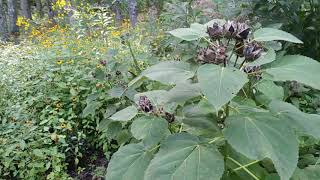 Kentucky Native Plant Species Garden Tour: September 4, 2020. Louisville, Kentucky.