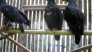 preview picture of video 'Hornby Eagles bathing at Mountainaire Avian Rescue Society'