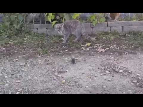 Huhn klaut katze die Maus