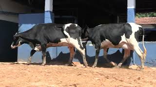 Vídeo 72 - 1ª ETAPA MEGA LIQUIDAÇÃO TOTAL AGROPECUÁRIA MARAJOARA - DIA 4 | GADO GIROLANDO E HOLANDÊS