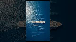 Whale vs Cruise Ship Size Comparison Will Shock You! #shorts #whale