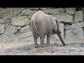 Elephant Elephant Playing Trumpet Free Public Domain Video