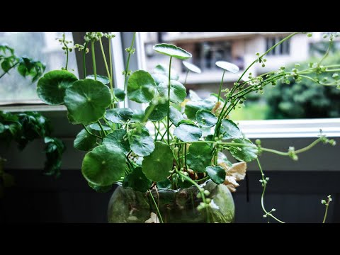 銅錢草開花