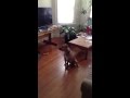 Beethoven S 3rd PSDA R Training Video