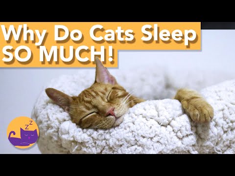 Why Do Cats Sleep So Much? - When Is It Too Much!!