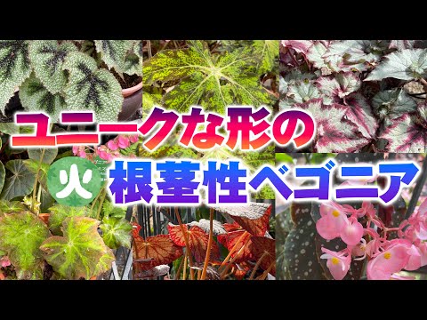ベゴニア塊茎を時間通りに植える 植物