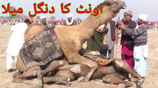 Camel Dangal 2021 Unt mela Video Camel Expose oont