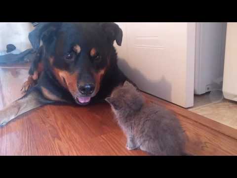 rottweiler and kitten become friends