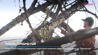 Тополь серебристый