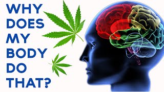What Does Marijuana Do To Your Body And Mind?