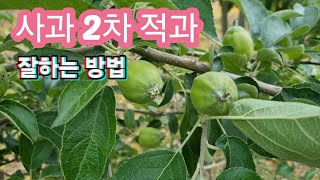 사과 2차(최종적과) 적과 잘하는 방법