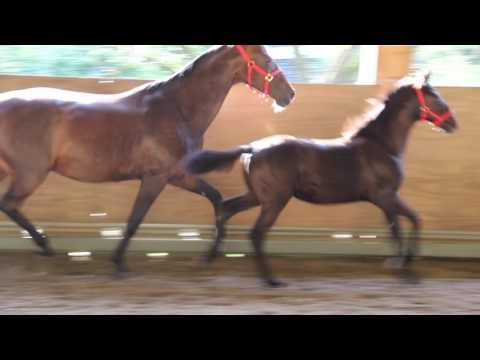 Stutfohlen Rappe von Morricone