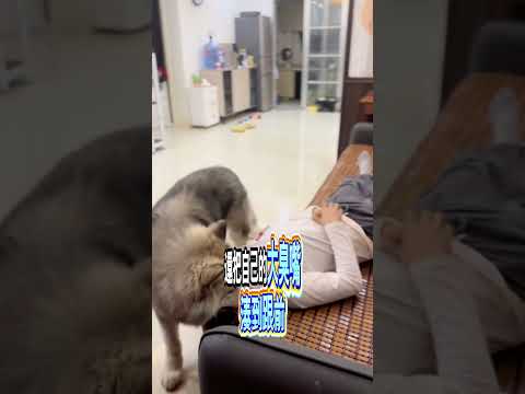 兩隻狗狗救主方式也太不一樣了吧！