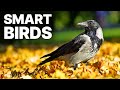 The Skills Of Smart Birds | DOCUMENTARY DEFAULT Thumbnail