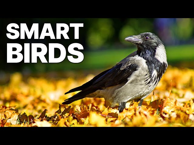 The Skills Of Smart Birds | DOCUMENTARY SDDEFAULT Thumbnail