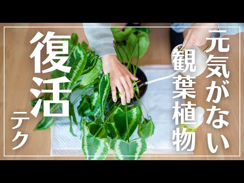 クリスマスサボテンを復活させる方法は？保存するために考慮すべき 8 つの要素  庭園