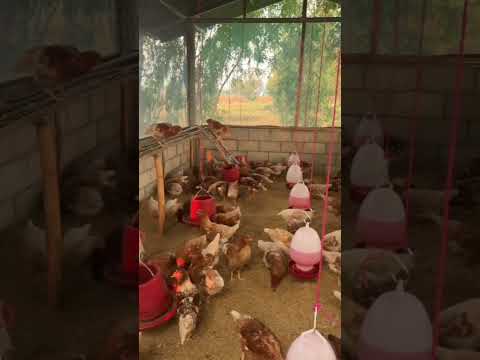 เลี้ยงไก่ไข่ง่ายๆในสวนในทุ่งนา #ตัวอย่างเล้าไก่