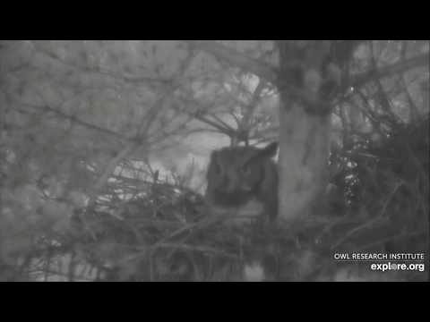Owl duets and the beautiful Montana sunset (Great Horned Owls at the Rogers’ Place, 3/11/20).