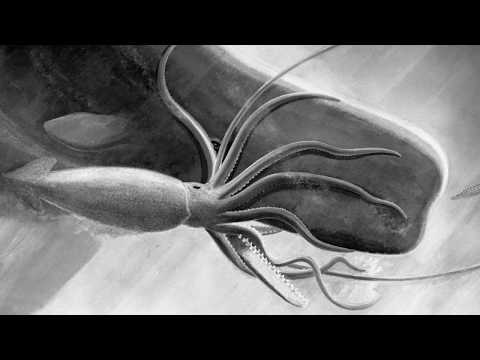 The Squid and the Whale: Evidence for an Epic Encounter
