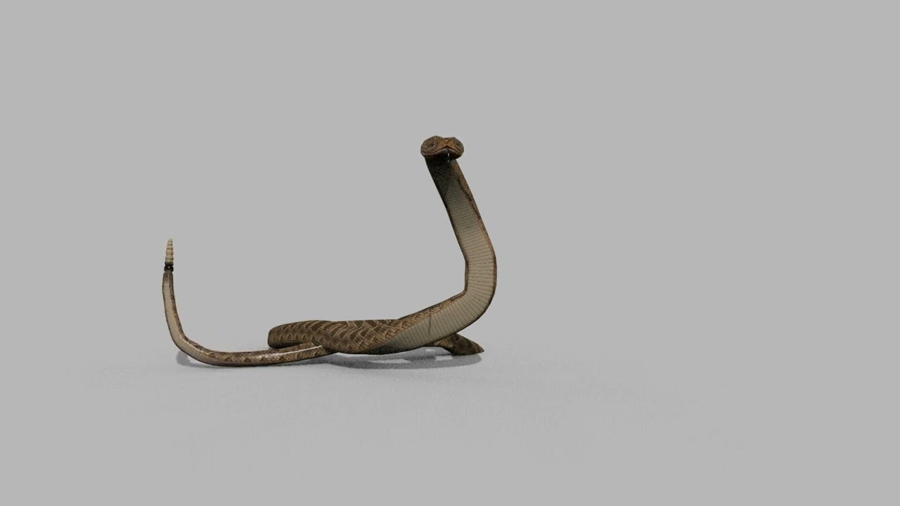 Pro Rattlesnake Snake - 8k - 3d animated 3D Model