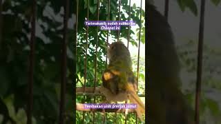 Download lagu prenjak lumut gacor tembakan variasi unik #shorts mp3