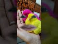 Coo Coo Cute Shortvideo Trending Funny Love Pashi Gamtng Flyxo