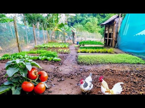 Byg et bambushus i skoven, begynd at dyrke grøntsager indtil høst og bring på markedet for at sælge