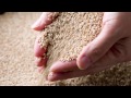 Introducing Sesame For Cultivation In Israel By Hebrew University