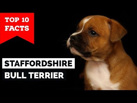 Staffordshire Bull Terrier – Top 10 Facts (Staffy Terrier)