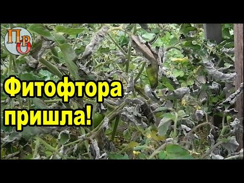 Фитофтора на помидорах открытого грунта в июле!