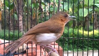 Download lagu Burung pelanduk bukit gacor mp3