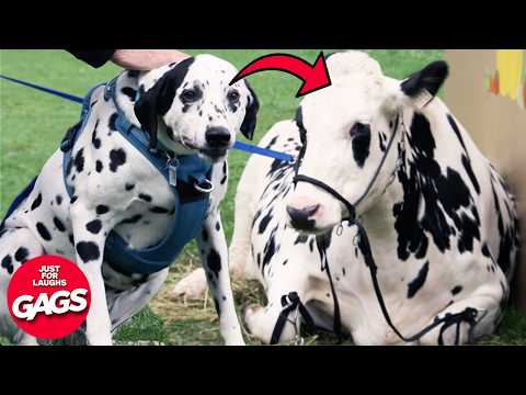 Hilarious New Dog Pranks 2025 | Just For Laughs Gags