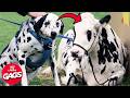 Hilarious New Dog Pranks 2025 Just For Laughs Gags